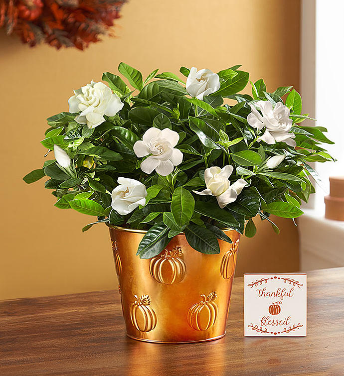 15411501296906.png 圖片5.png